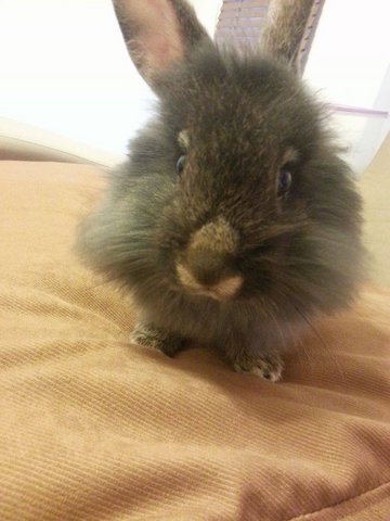 [Adopted!] Muffin - Angora Rabbit Rabbit