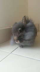 [Adopted!] Muffin - Angora Rabbit Rabbit