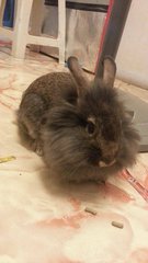 [Adopted!] Muffin - Angora Rabbit Rabbit