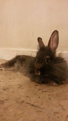 [Adopted!] Muffin - Angora Rabbit Rabbit