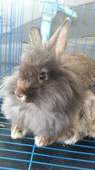 [Adopted!] Muffin - Angora Rabbit Rabbit