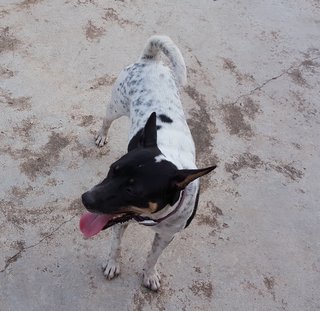 Wai Sek - Mixed Breed Dog