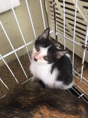 3 Lost Kittens Found - Domestic Short Hair Cat