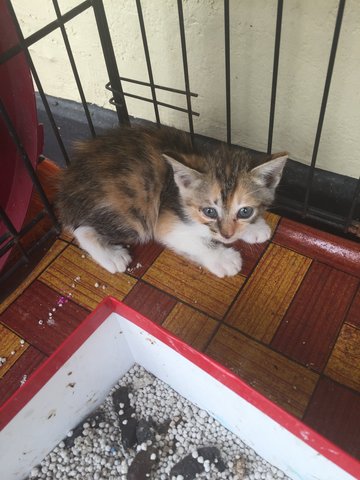 3 Kittens - Calico Cat