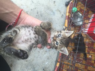 3 Kittens - Calico Cat