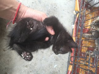 3 Kittens - Calico Cat