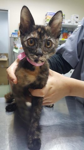 Lara (Spayed&amp;vaccinated) - Tortoiseshell + Domestic Short Hair Cat