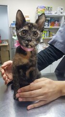 Lara (Spayed&amp;vaccinated) - Tortoiseshell + Domestic Short Hair Cat