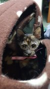 Lara (Spayed&amp;vaccinated) - Tortoiseshell + Domestic Short Hair Cat