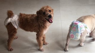 Browny - Poodle Mix Dog