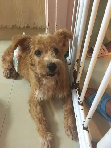 Browny - Poodle Mix Dog