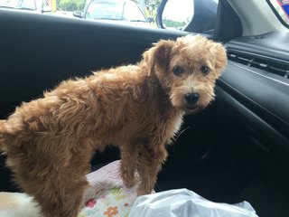 Browny - Poodle Mix Dog