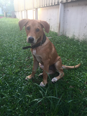 Bruno - Mixed Breed Dog