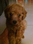 Homebreed Toy Poodle(Rm800)Sold Out - Poodle Dog