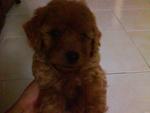 Homebreed Toy Poodle(Rm800)Sold Out - Poodle Dog