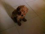 Homebreed Toy Poodle(Rm800)Sold Out - Poodle Dog