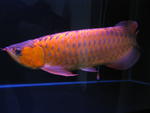 Arowana For Sale L - Arowanas Fish