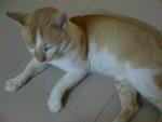 ~oren - Domestic Short Hair Cat