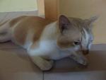 ~oren - Domestic Short Hair Cat