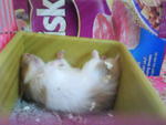 Bella - Common Hamster Hamster