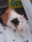 Mickey &amp; Chiko - Guinea Pig Small & Furry