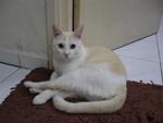 Qq - Domestic Short Hair Cat