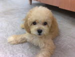 Puppy Need New Home - Poodle Dog