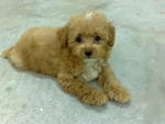 Puppy Need New Home - Poodle Dog