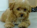 Puppy Need New Home - Poodle Dog