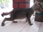 Comel (Booked-ajai) - Domestic Short Hair Cat