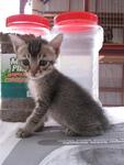 Comel (Booked-ajai) - Domestic Short Hair Cat