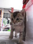 Comel (Booked-ajai) - Domestic Short Hair Cat