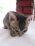 Comel (Booked-ajai) - Domestic Short Hair Cat