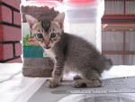 Comel (Booked-ajai) - Domestic Short Hair Cat