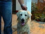 Golden Found In Tmn Eng Ann,  Klg - Golden Retriever Dog