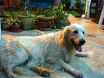 Golden Found In Tmn Eng Ann,  Klg - Golden Retriever Dog