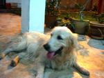 Golden Found In Tmn Eng Ann,  Klg - Golden Retriever Dog