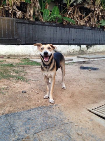 Toby And Norton - Mixed Breed Dog