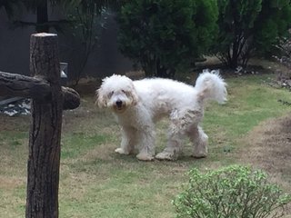 Diesel - Golden Retriever + Poodle Dog