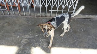 Lucy - German Shorthaired Pointer Mix Dog