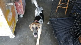 Lucy - German Shorthaired Pointer Mix Dog