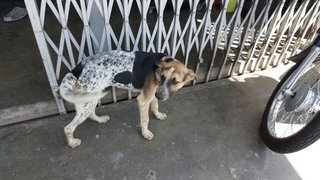 Lucy - German Shorthaired Pointer Mix Dog