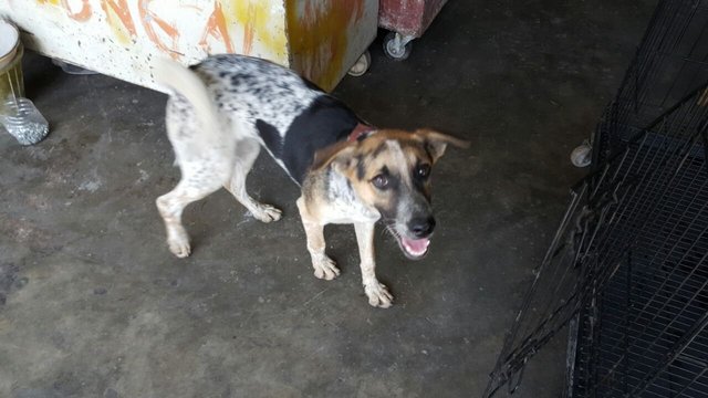 Lucy - German Shorthaired Pointer Mix Dog