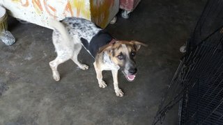 Lucy - German Shorthaired Pointer Mix Dog