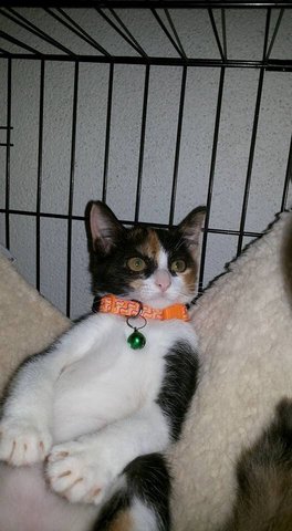 Bette - Calico Cat