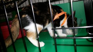 Bette - Calico Cat