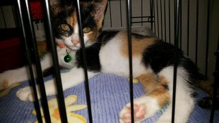 Bette - Calico Cat