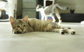 Asia - Domestic Short Hair + Tortoiseshell Cat