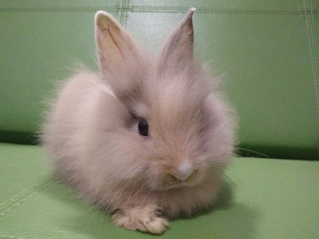 PF77044 - Angora Rabbit Rabbit