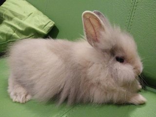 PF77044 - Angora Rabbit Rabbit